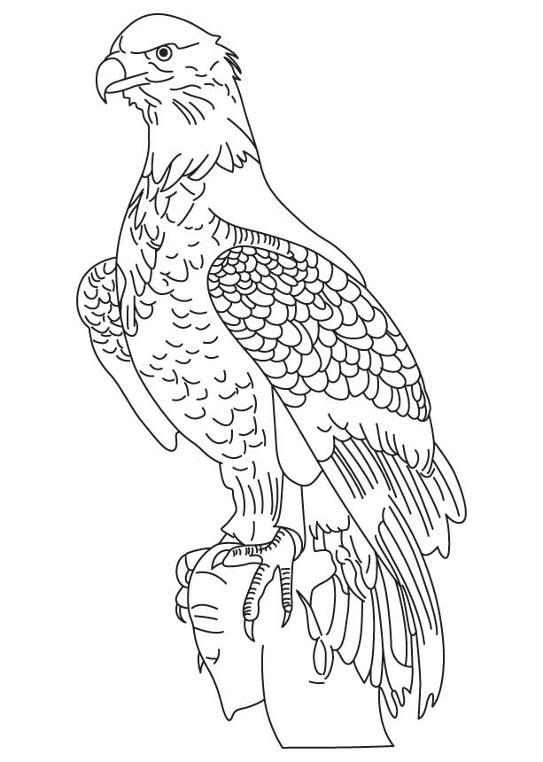 613x860 Pictures Of Eagles To Color