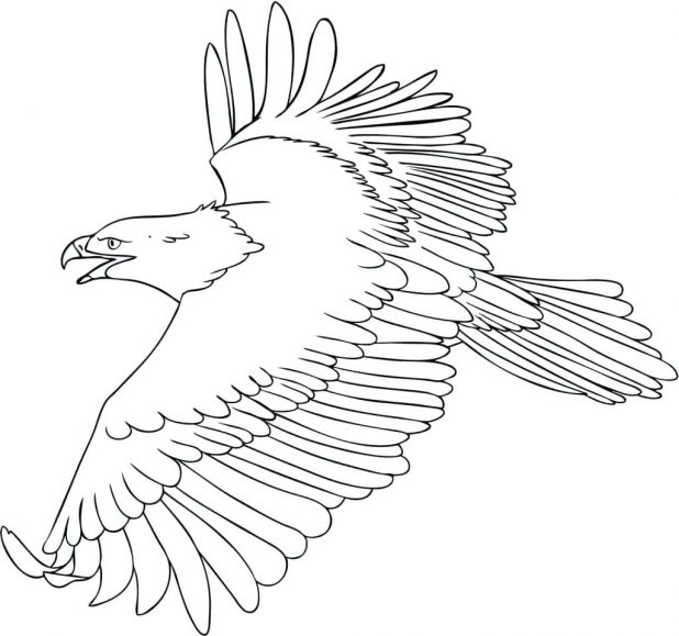618x579 Coloring Pages Marvellous Coloring Page Eagle. Coloring Page