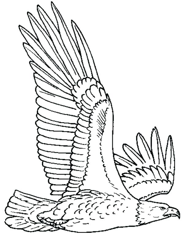 600x767 Eagle Coloring Sheet Coloring Pages Eagles Pin Drawn Bald Eagle
