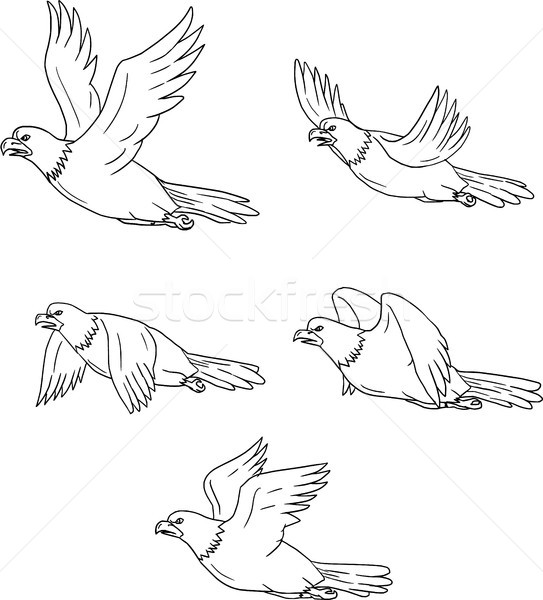 543x600 Eagle Stock Vectors, Illustrations And Cliparts