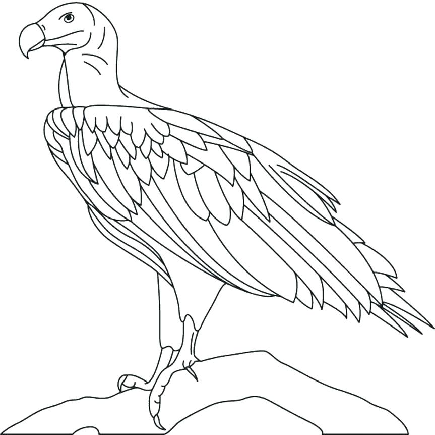 863x862 Bald Eagle Coloring Page Eagles Coloring Pages Pin Bald Eagle Line