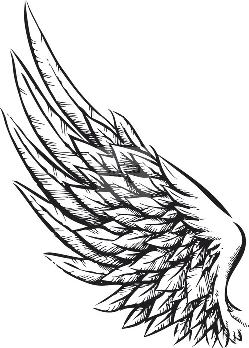 500x699 Eagle Wings Drawing