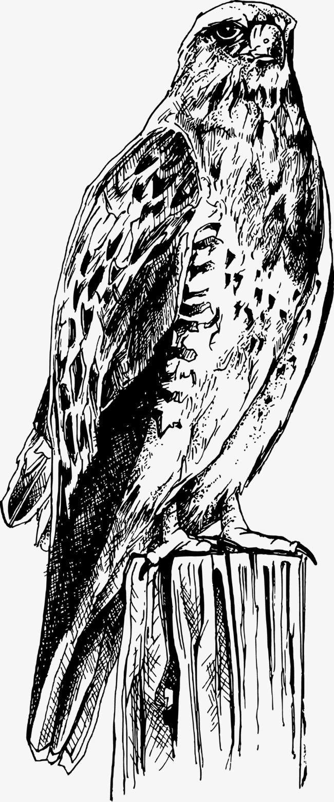 650x1562 Vector Eagles, Eagle, Animal, Hand Painted Png And Vector For Free