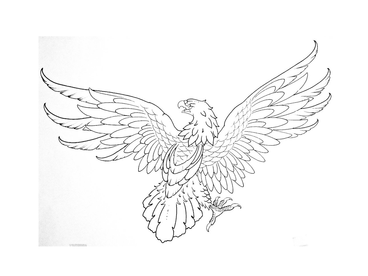 1280x960 Eagle Drawing Tattoo