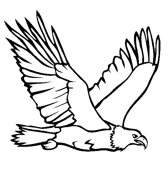 554x563 Bald Eagle Coloring Printable