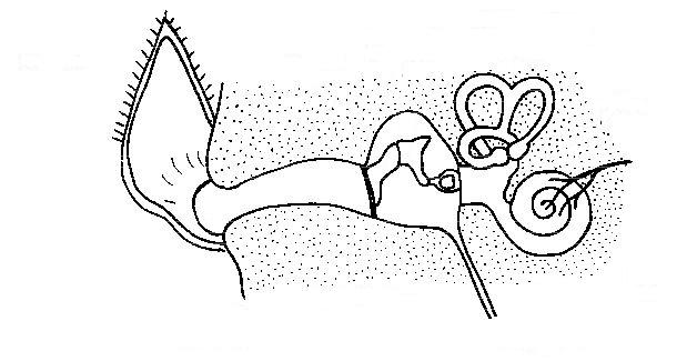 628x325 Fileunlabeled Diagram Of The Dog's Ear.jpg