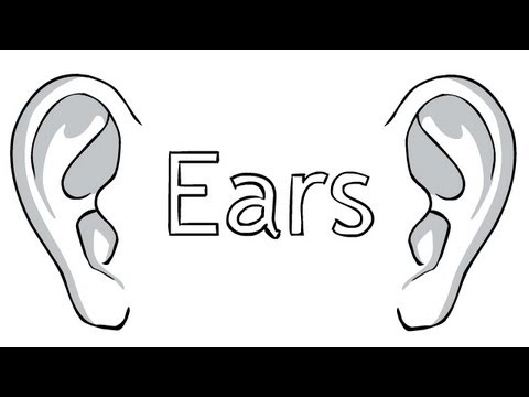 480x360 How To Draw Ears