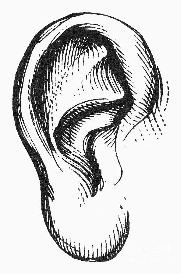 594x900 Human Ear Photograph By Granger