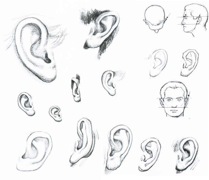 874x752 Human Anatomy The Ear