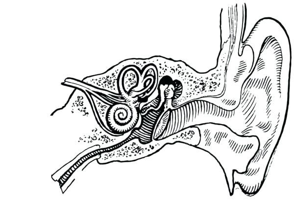 600x438 Inspirational Ear Coloring Page And Human Anatomy Ear Coloring