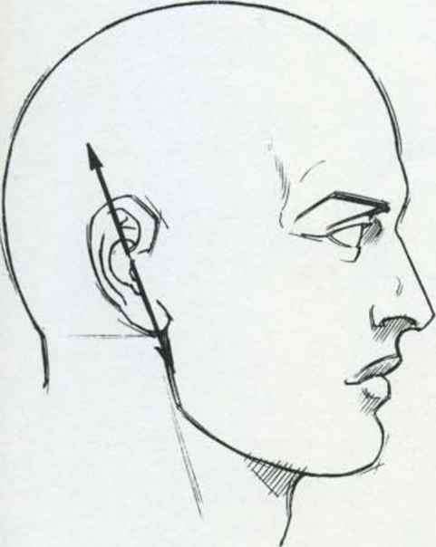 481x604 The Human Skull Drawings Muscles