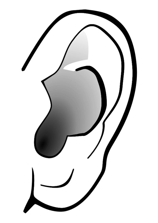 531x750 Coloring Page Ear