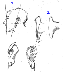 216x250 Drawing Ears Part Of A Larger Face Drawing Strategy