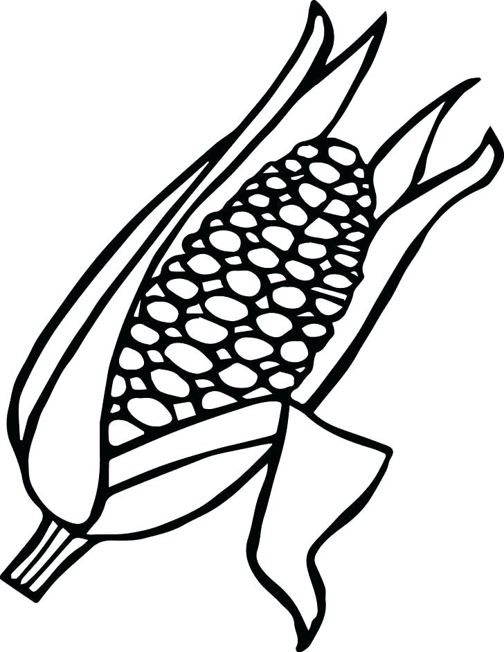 Ear Of Corn Drawing at GetDrawings | Free download