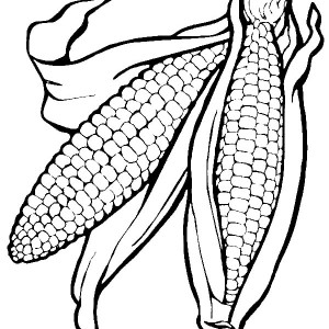 Ear Of Corn Drawing at GetDrawings | Free download