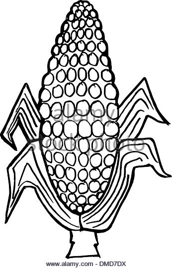 346x540 Ear Of Corn Black And White Stock Photos Amp Images