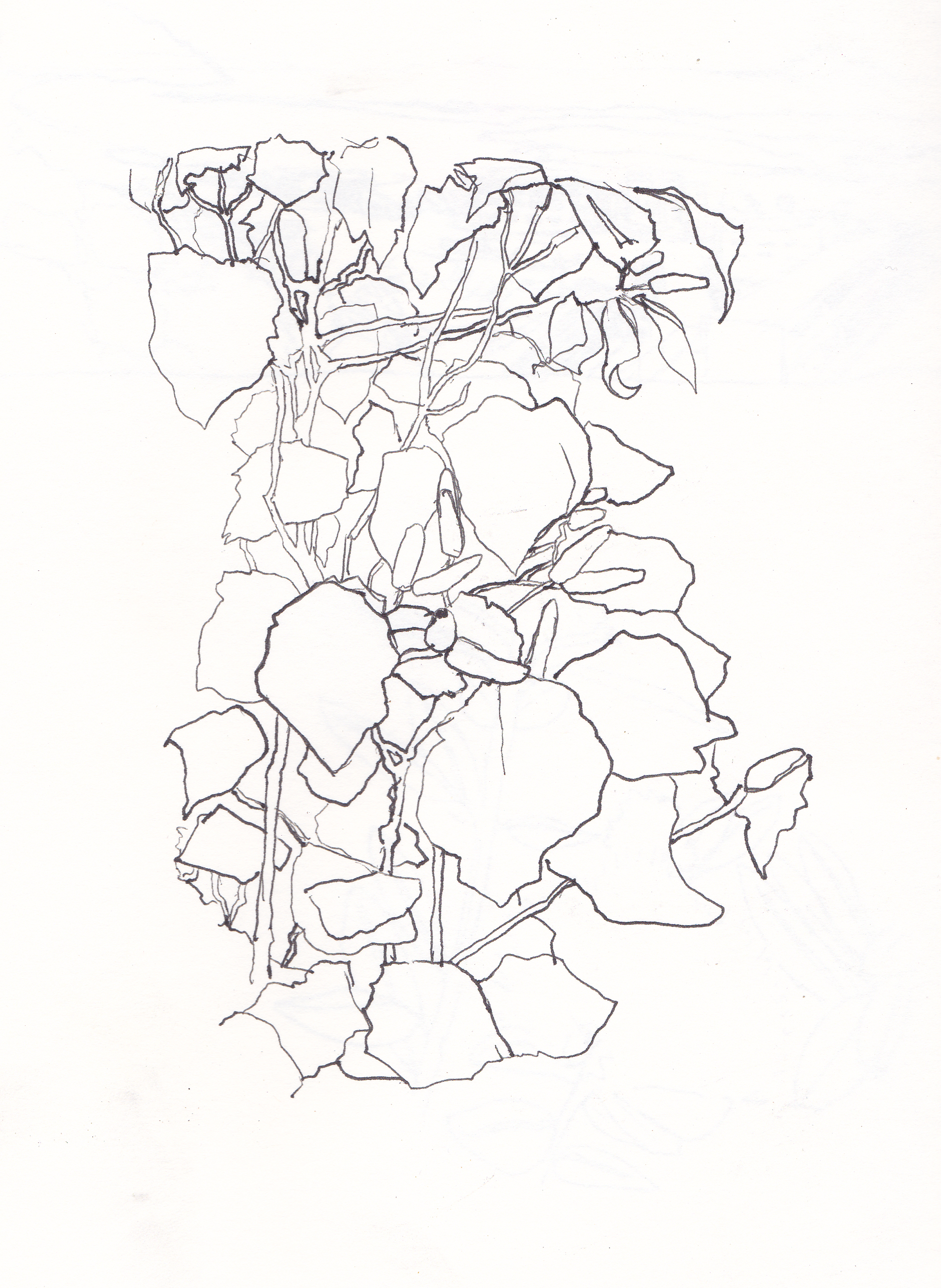 1882x2574 Kawakawa Plant Sketch Book Drawings From The Early 2000s