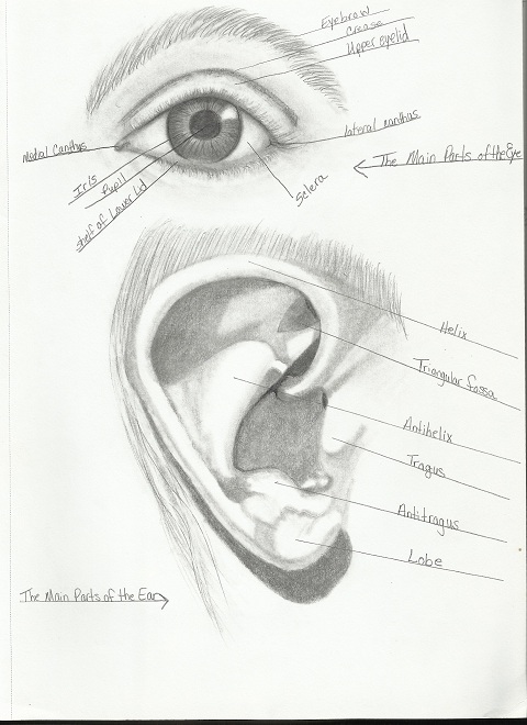 480x660 Eyes, Ears, Noses, Amp Mouths