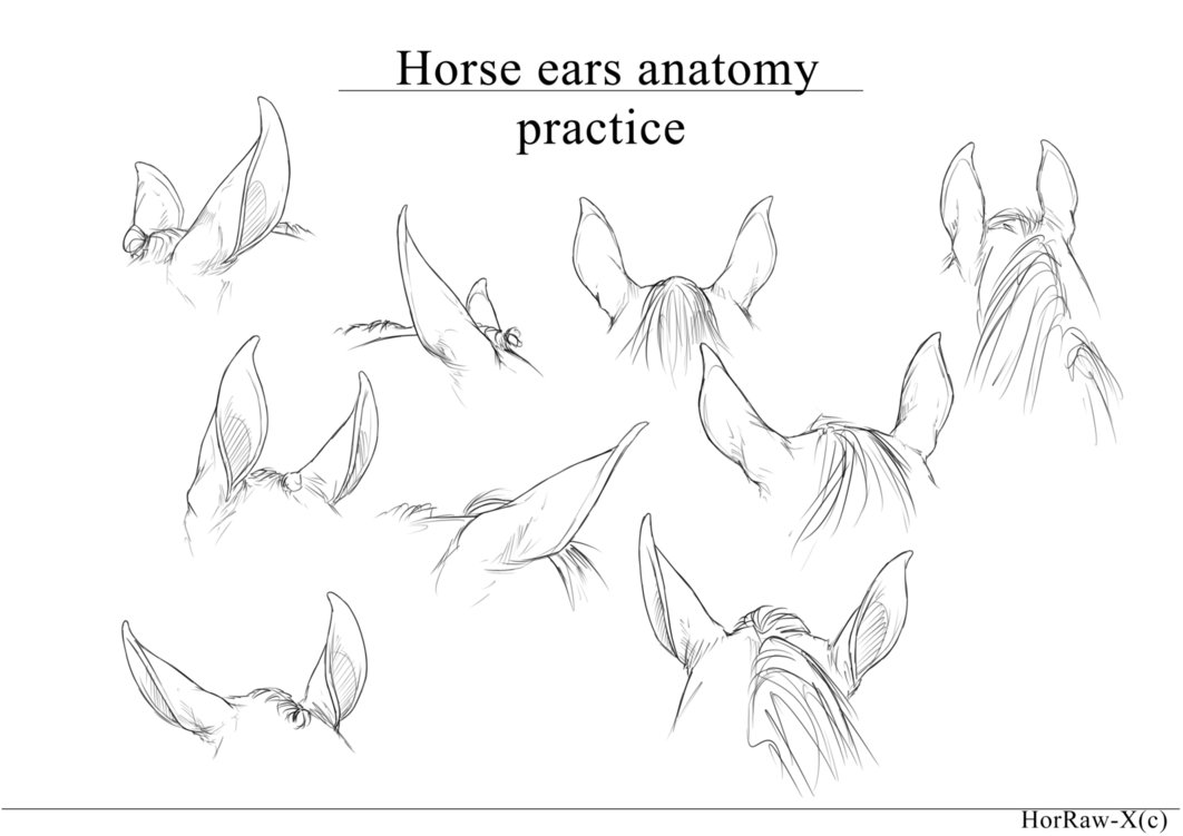 1062x751 Horse Ears Anatomy Practice By Horraw X
