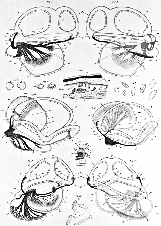 630x885 Photographic Reproduction Of Plate Xxiv From Retzius' (1881