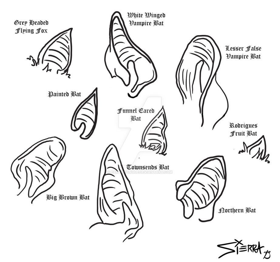 923x865 Bat Ears By Earthtongue