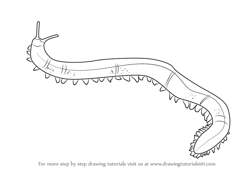 800x565 Learn How To Draw A Velvet Worm (Worms) Step By Step Drawing