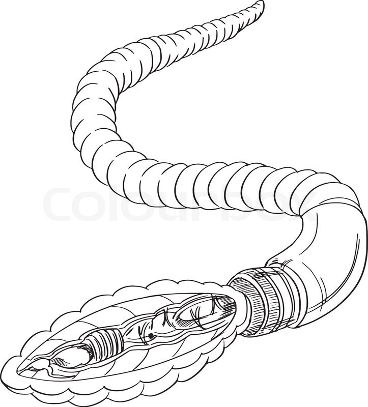 723x800 Sketch Of Earthworm Anatomy Stock Vector Colourbox