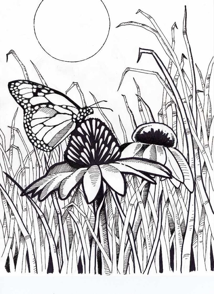 736x1011 Monarch Butterfly Coloring Pages