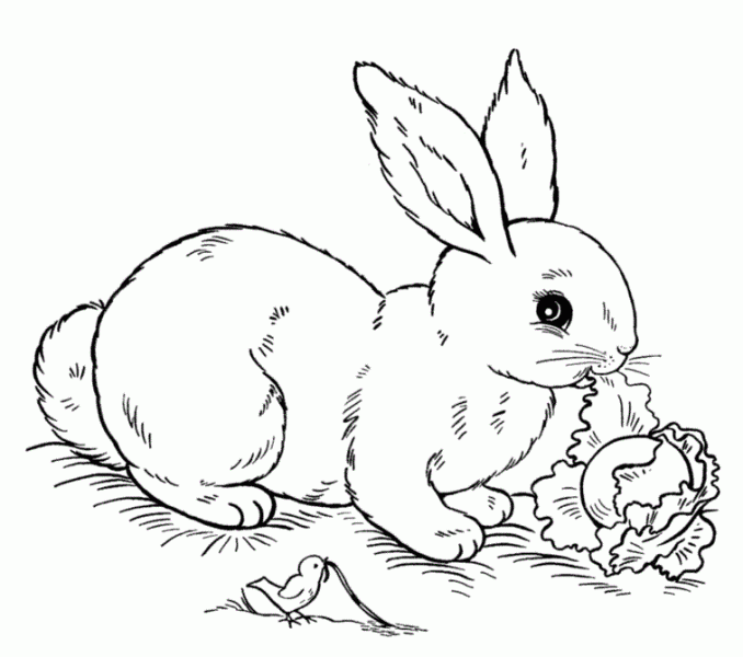 678x600 Bunny Coloring Pages Free Free Printable Easter Bunny Coloring