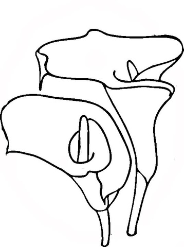 358x480 Easter Lilies Coloring Page Free Printable Coloring Pages