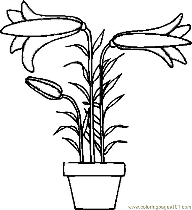 650x710 Easter Lily 8 Coloring Page