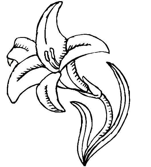 529x582 Lily Coloring Page Flower Drawings And Flowers