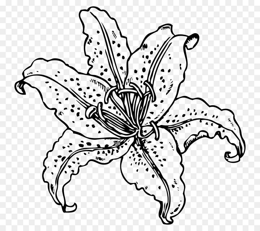 900x800 Tiger Lily Easter Lily Lilium Candidum Clip Art