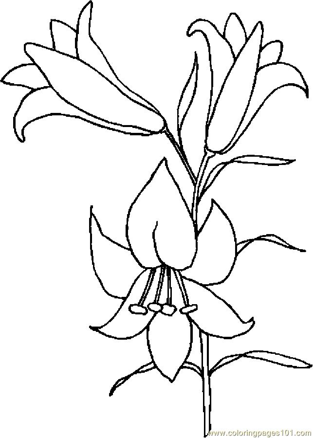 643x900 Coloring Pages Easter Lily Easter Lily 6 Qsfot