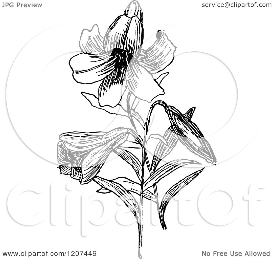1080x1024 Clipart Of A Vintage Black And White Easter Lily