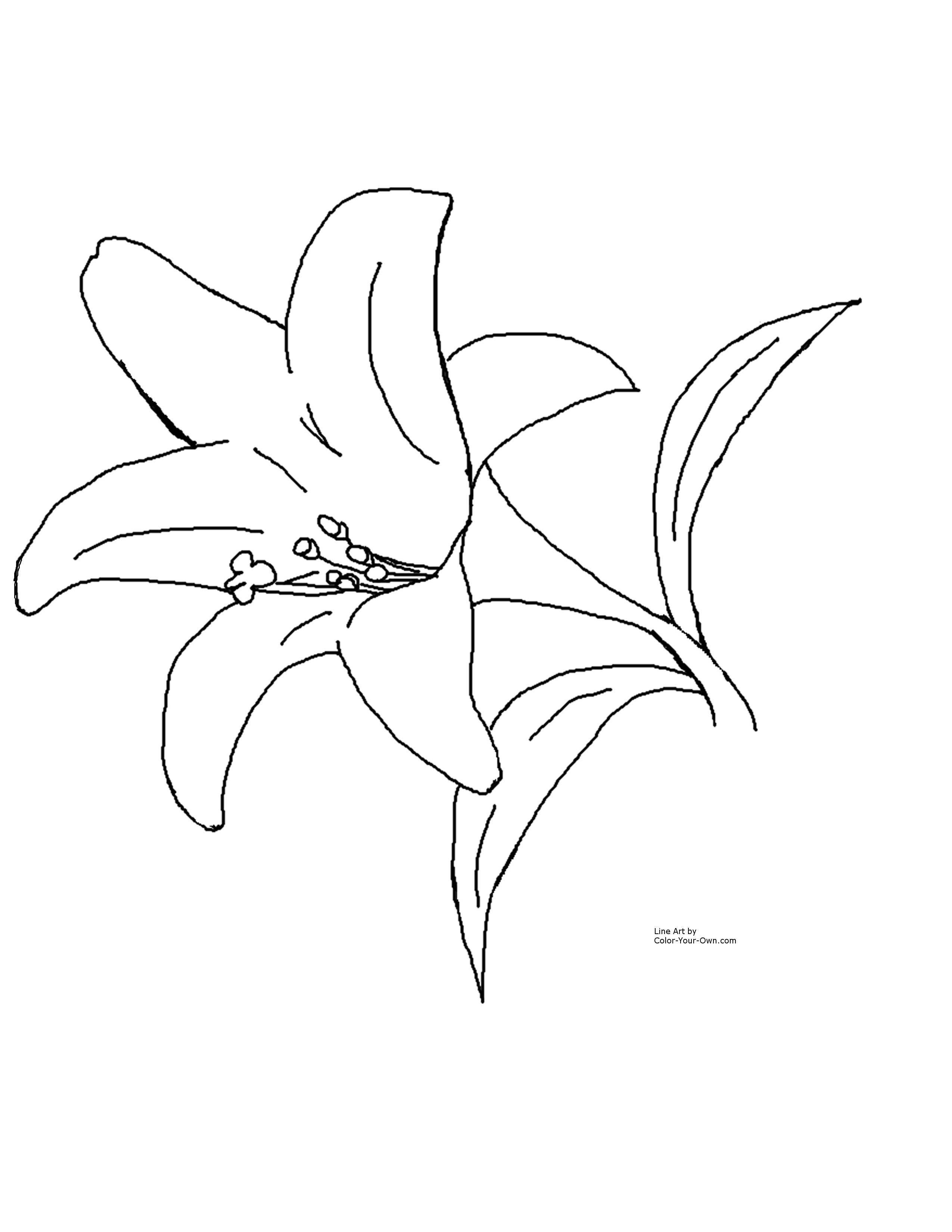 2550x3300 Easter Lily Clipart Images Amp Pictures