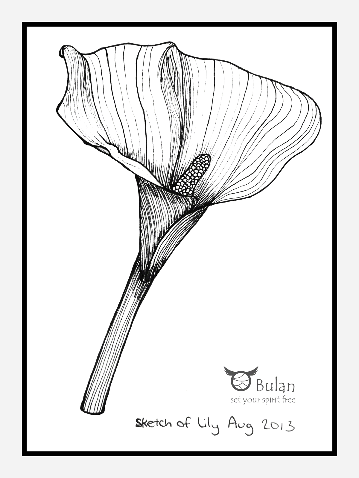 1200x1600 Sketch Of The Day No 127 Easter Lily
