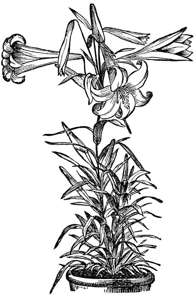 677x1024 Easter Lily Clipart Etc