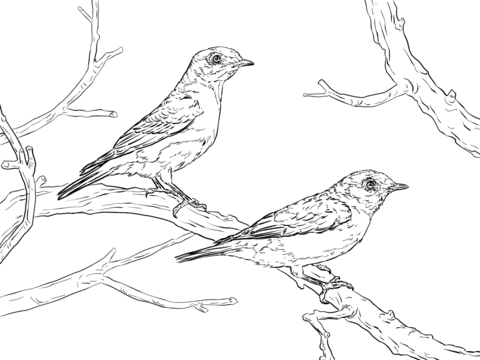 480x360 Eastern Bluebird Pair Coloring Page Free Printable Coloring Pages