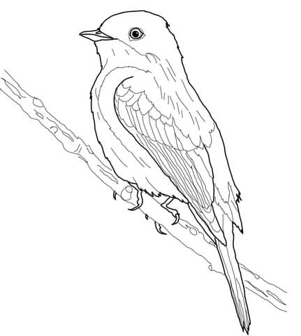 431x480 Eastern Phoebe Coloring Page Free Printable Coloring Pages