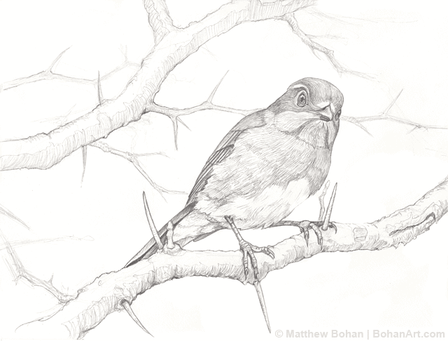 640x488 Female Eastern Bluebird Pencil Sketch P16 Bohan Art Audubon