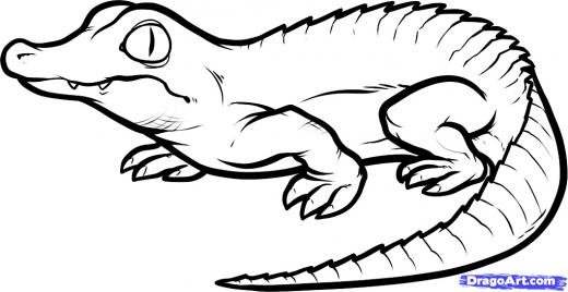 520x268 Cute Crocodile Drawing Clipart Panda