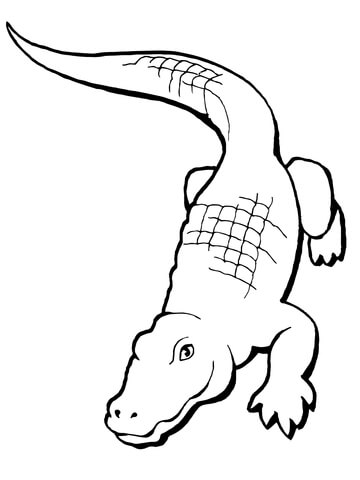 360x480 Realistic Alligator Coloring Page Free Printable Coloring Pages