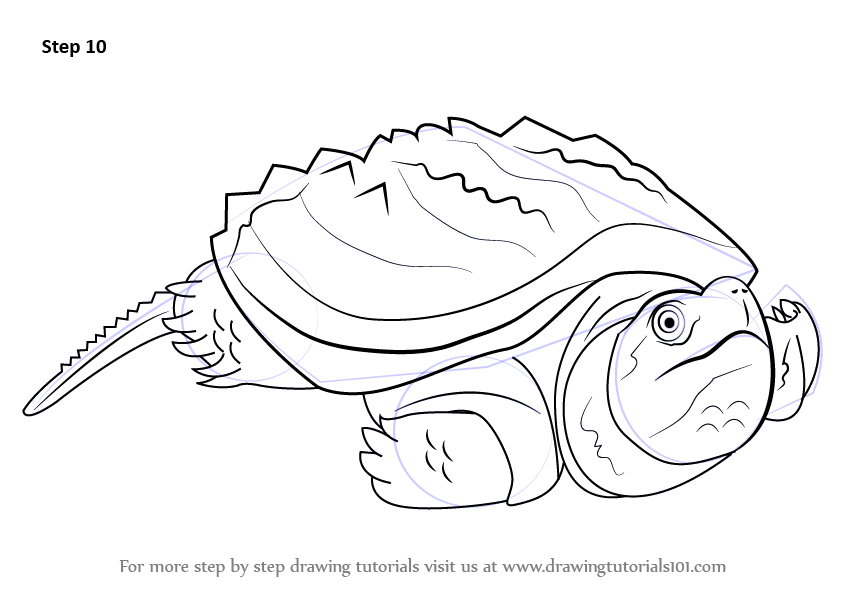 844x593 Step By Step How To Draw An Alligator Snapping Turtle