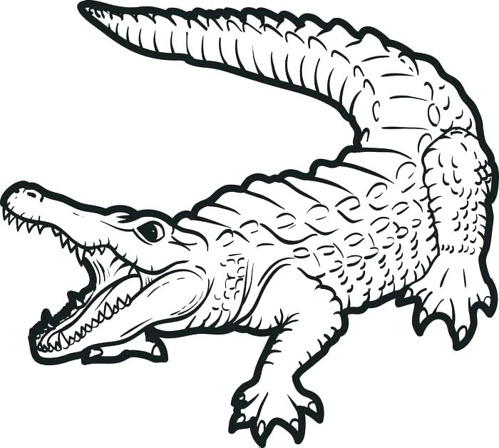 Easy Alligator Drawing at GetDrawings | Free download