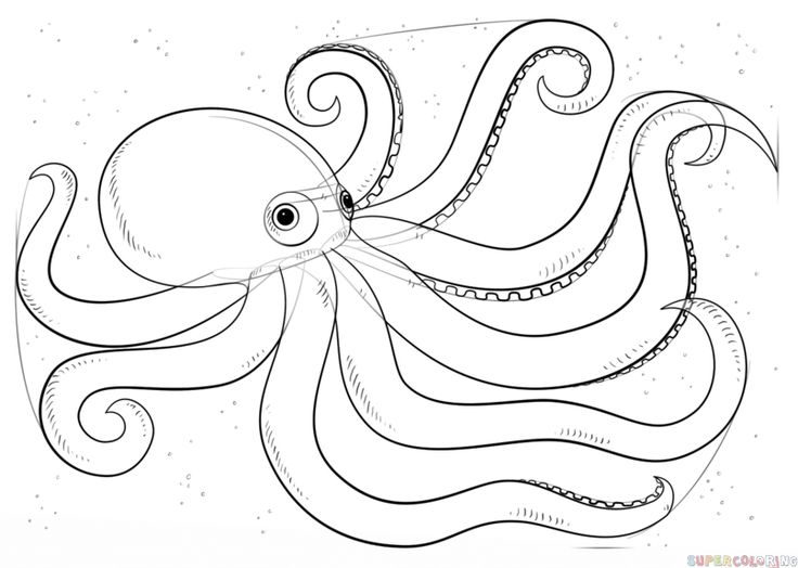 736x524 The Best Easy Octopus Drawing Ideas On Easy