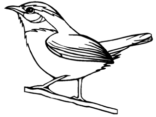 320x240 Black And White Cartoon Barn Simple Drawing Of Carolina Wren