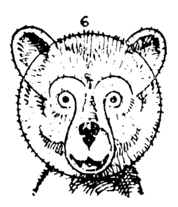 258x300 How To Draw A Bear Face Step By Step