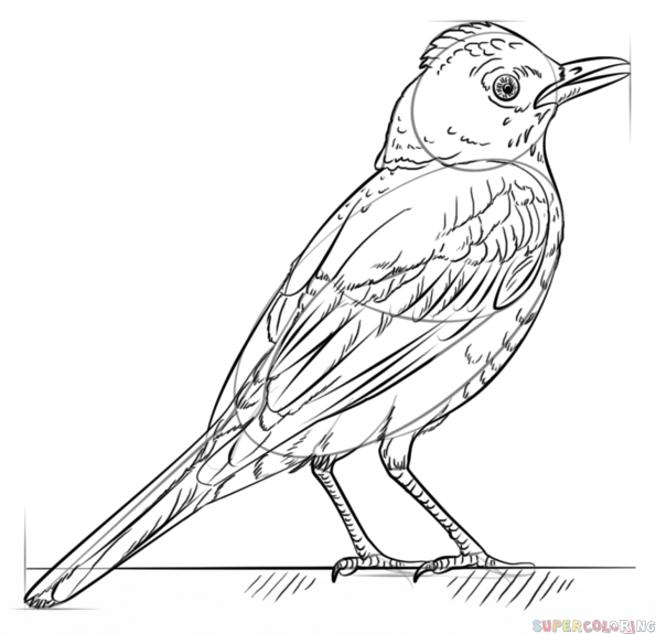 595x575 How To Draw A Robin Bird Step By Step Drawing Tutorials