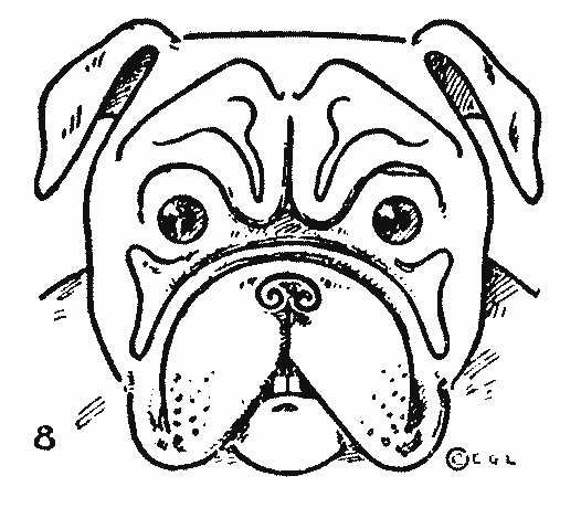 526x479 Bulldog Drawing Easy